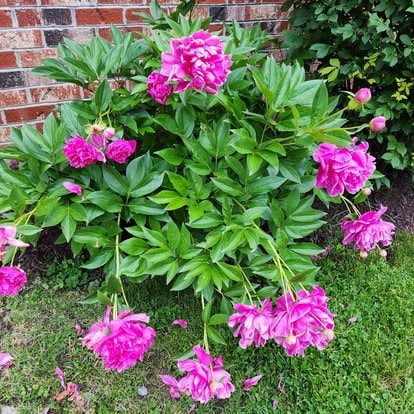 Vibrant pink peonies blooming against the brick wall at Lavender Fields