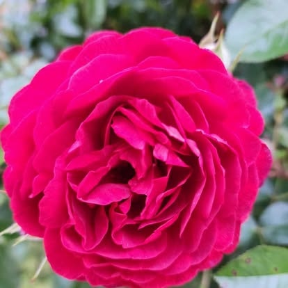 A deep magenta rose in full bloom in the garden at Lavender Fields