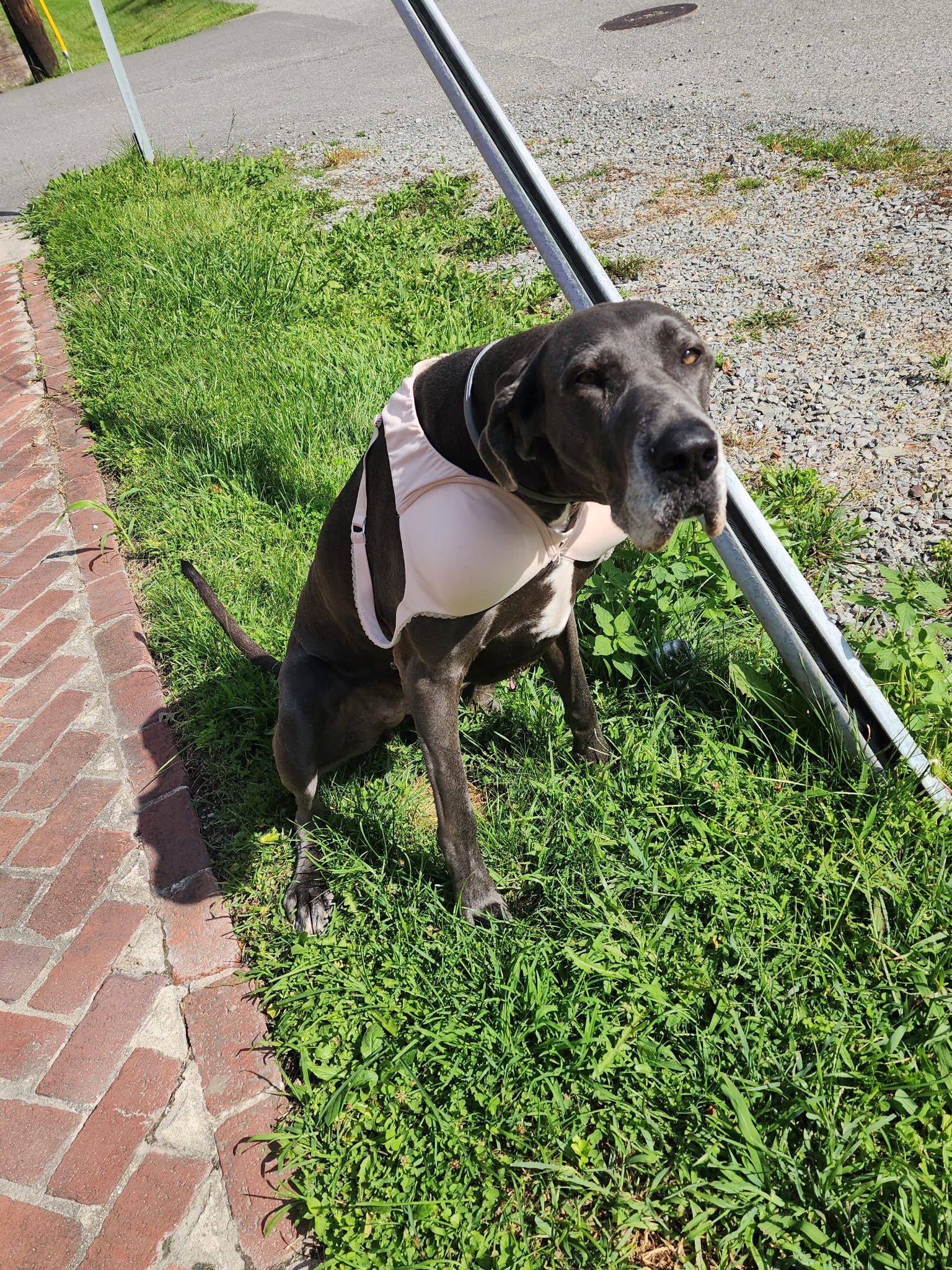 A large gray dog sitting outside wearing a pink bra, dressed by a resident at Lavender Fields