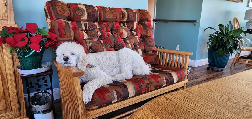 A fluffy white dog stretched across the couch in the Lavender Fields living room, with a poinsettia on the side table and plants in the corner